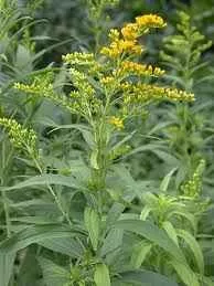 Herbatrend Aranyvesszőfű  40 g - Bio és natúr élelmiszerek