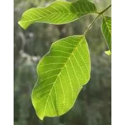 Herbatrend Diófalevél  40 g - Bio és natúr élelmiszerek