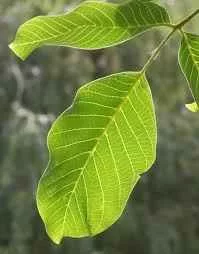 Herbatrend Diófalevél  40 g - Bio és natúr élelmiszerek