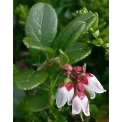HERBATREND ÁFONYALEVÉL 30 G 30 g - Bio és natúr élelmiszerek