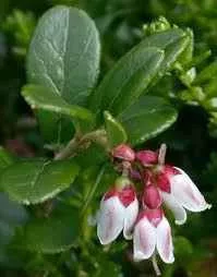 HERBATREND ÁFONYALEVÉL 30 G 30 g - Bio és natúr élelmiszerek