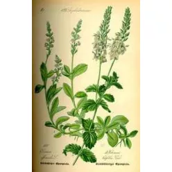 HERBATREND VERONIKAFŰ 30 G 30 g - Bio és natúr élelmiszerek