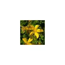 Herbatrend Orbáncfű Filteres Tea 20 filter - Bio és natúr élelmiszerek