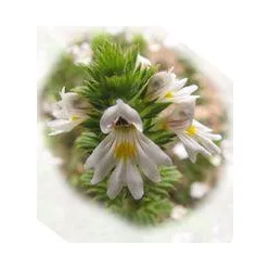 Herbatrend Kerti Kakukkfű Fiteres Tea 20 filter - Bio és natúr élelmiszerek