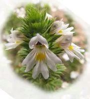 Herbatrend Kerti Kakukkfű Fiteres Tea 20 filter - Bio és natúr élelmiszerek