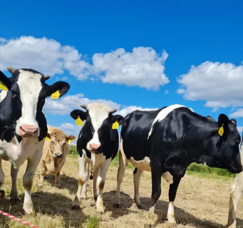 Lajtej lajoskomáromi félkemény sajt 500g - Bio és natúr élelmiszerek