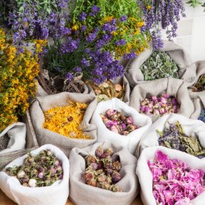 Zacskós gyógynövény